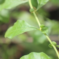 Plumbago auriculata Lam.